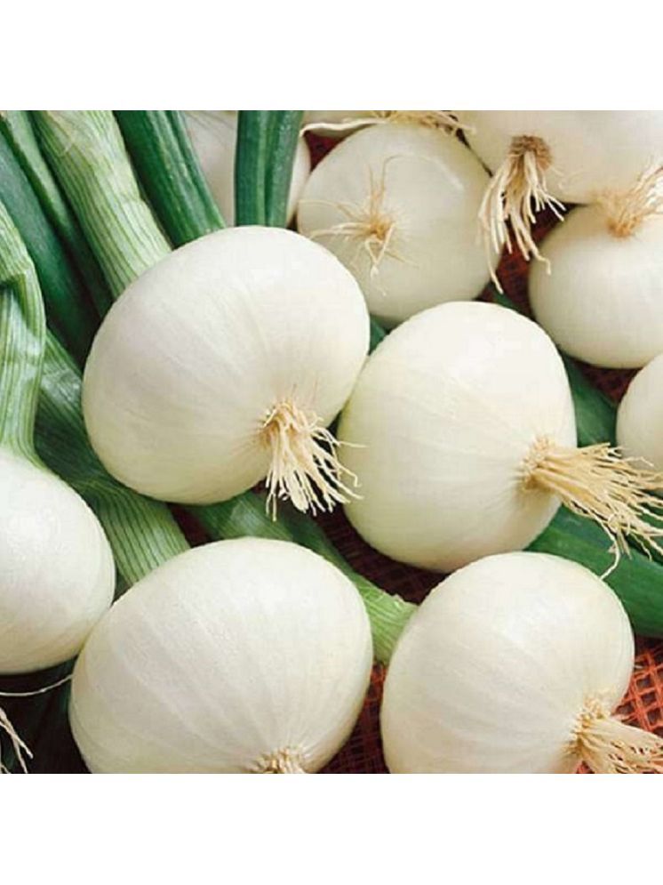     			Jignisha Seeds Hybrid Kanda Vegetable ( 500 Seeds )