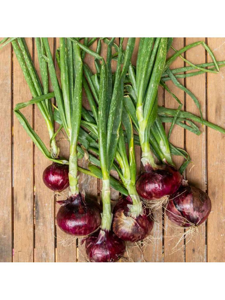     			Jignisha Seeds Hybrid Onion Vegetable ( 500 Seeds )