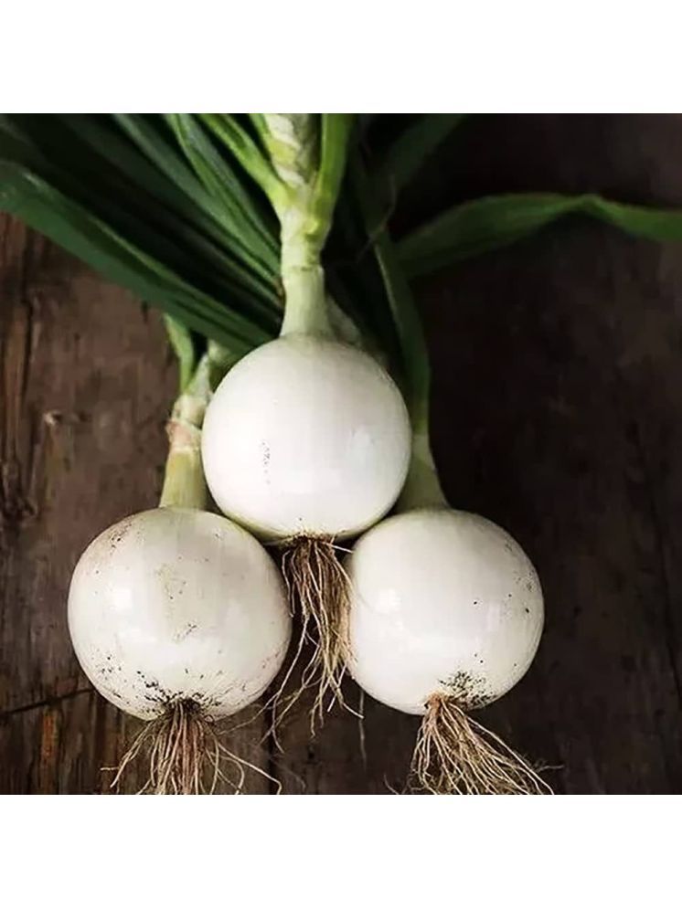     			Jignisha Seeds Hybrid Onion Vegetable ( 500 Seeds )