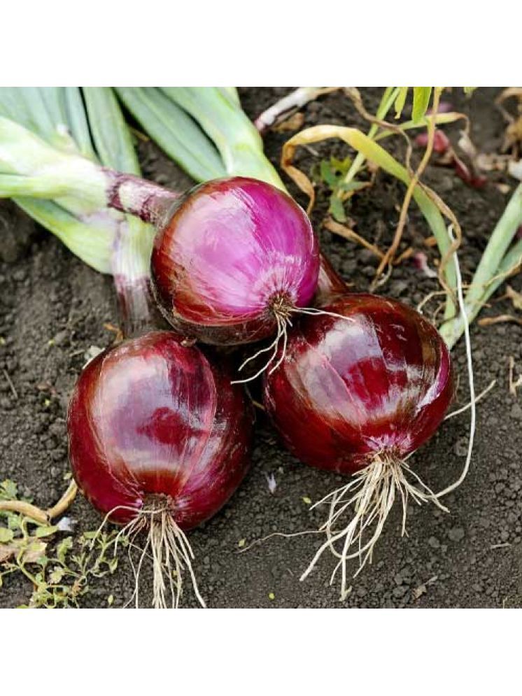     			Jignisha Seeds Hybrid Red Onion Vegetable ( 500 Seeds )