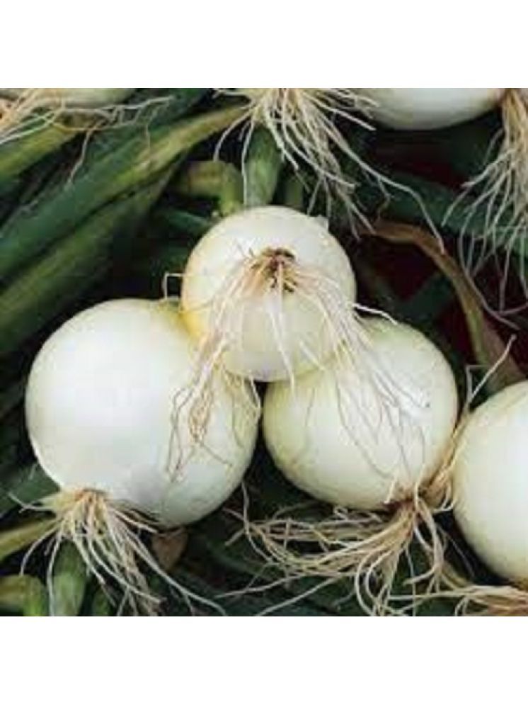     			Jignisha Seeds Hybrid White Onion Vegetable ( 500 Seeds )