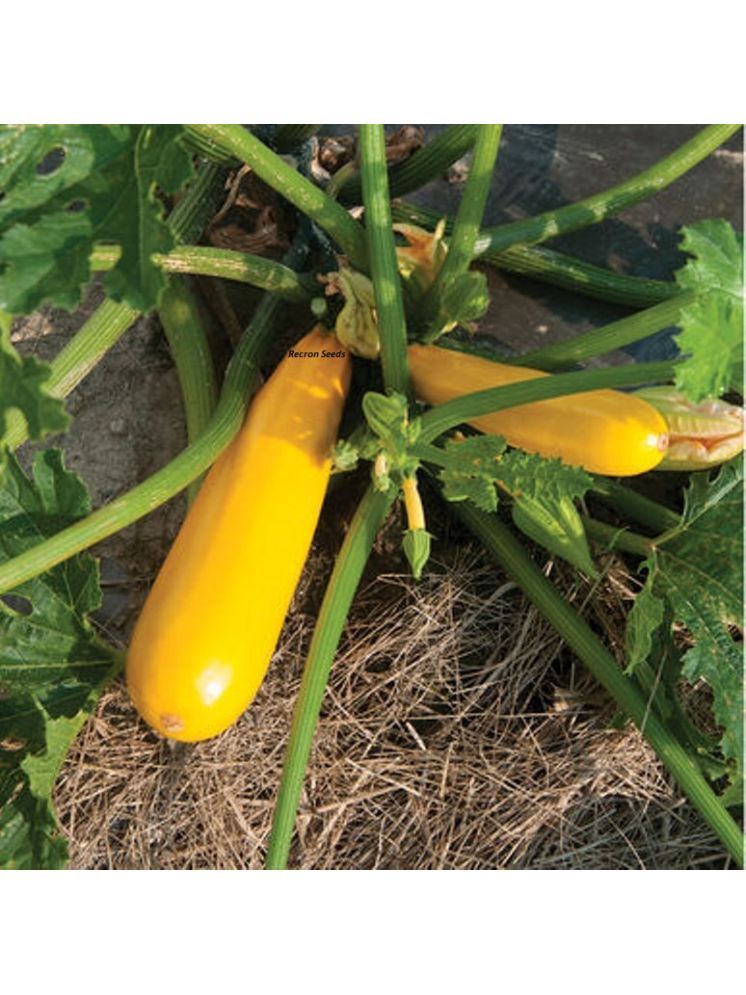     			Jignisha Seeds Hybrid Yellow Zucchini Vegetable ( 10 Seeds )