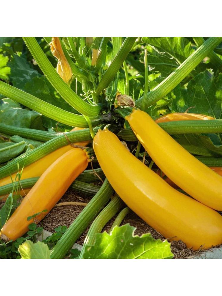     			Jignisha Seeds Hybrid Yellow Zucchini Vegetable ( 10 Seeds )