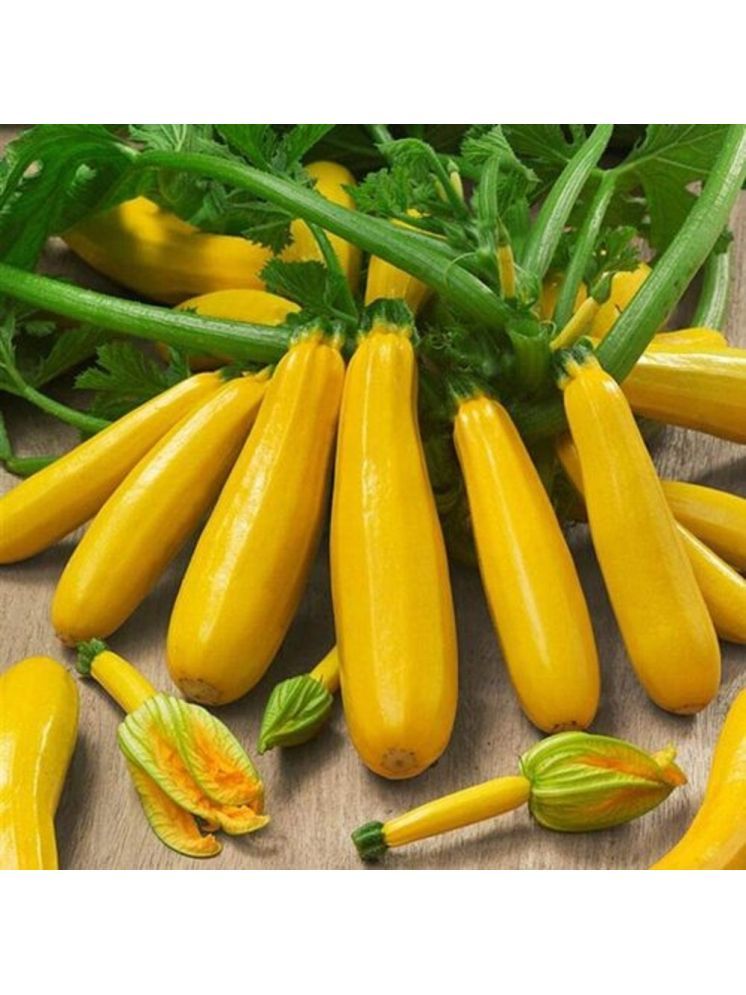     			Jignisha Seeds Hybrid Yellow Zucchini Vegetable ( 10 Seeds )