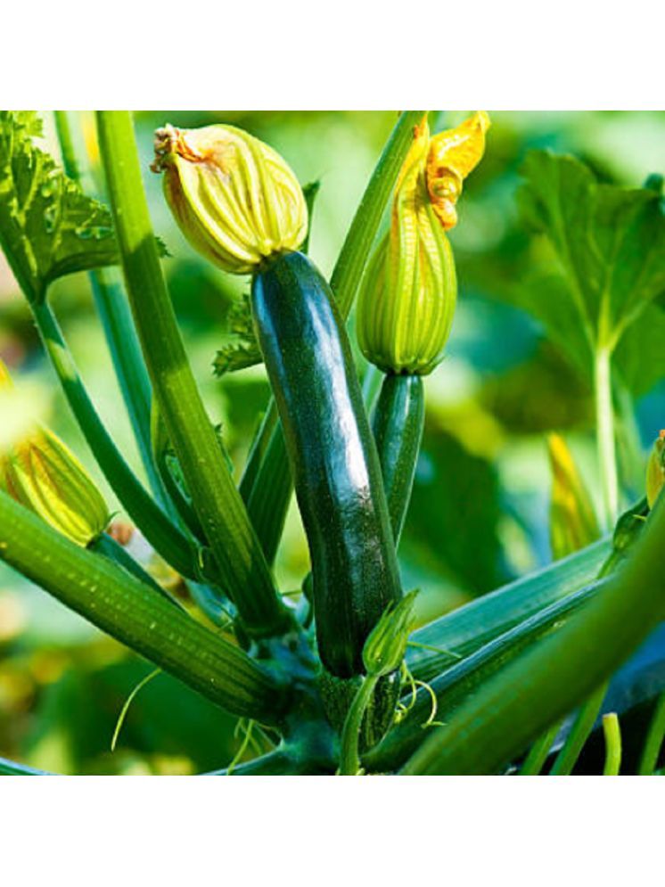     			Jignisha Seeds Organic Green Zucchini Vegetable ( 10 Seeds )