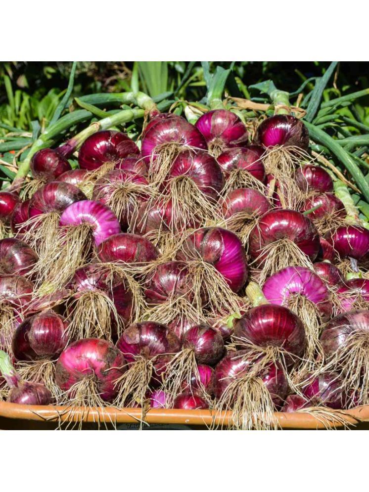     			Jignisha Seeds Organic Kanda Vegetable ( 500 Seeds )