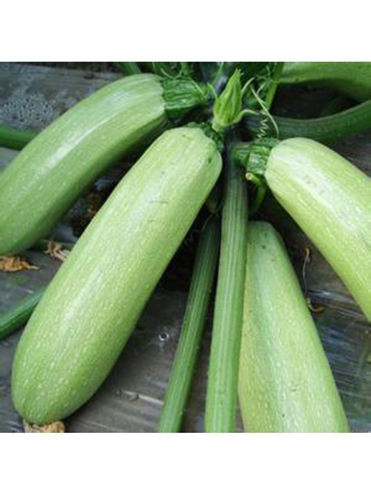     			Jignisha Seeds Organic Light Green Zucchini Vegetable ( 10 Seeds )