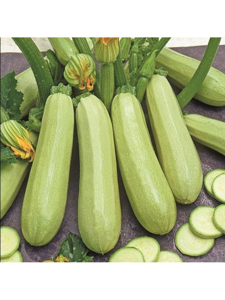     			Jignisha Seeds Organic Light Green Zucchini Vegetable ( 10 Seeds )