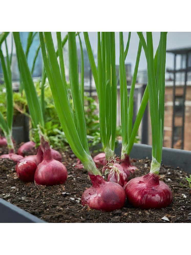     			Jignisha Seeds Organic Red Onion Vegetable ( 500 Seeds )