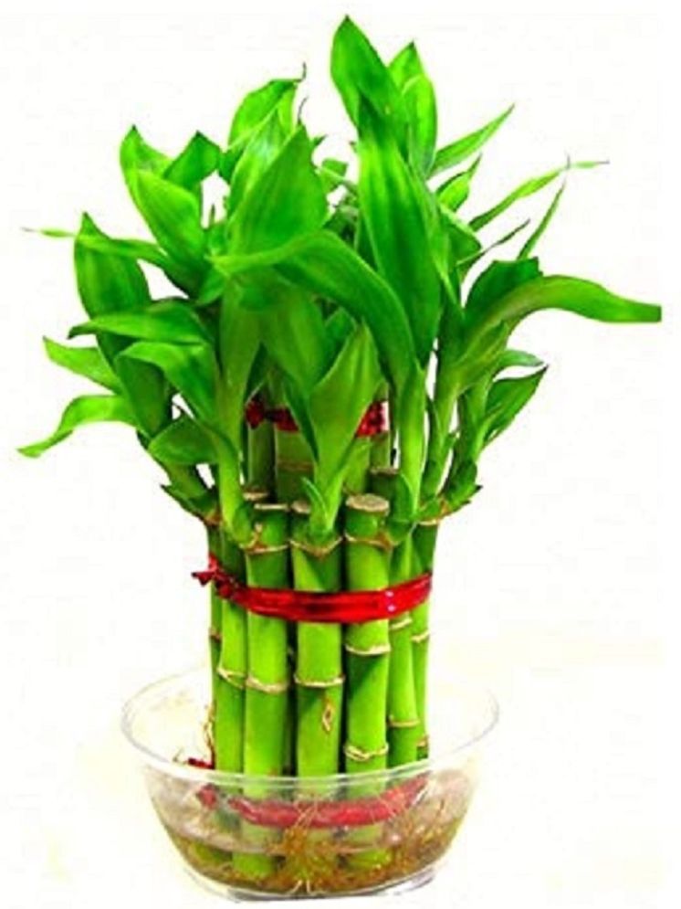     			Green plant indoor Indoor Bamboo Plant ( Pack of 1 )