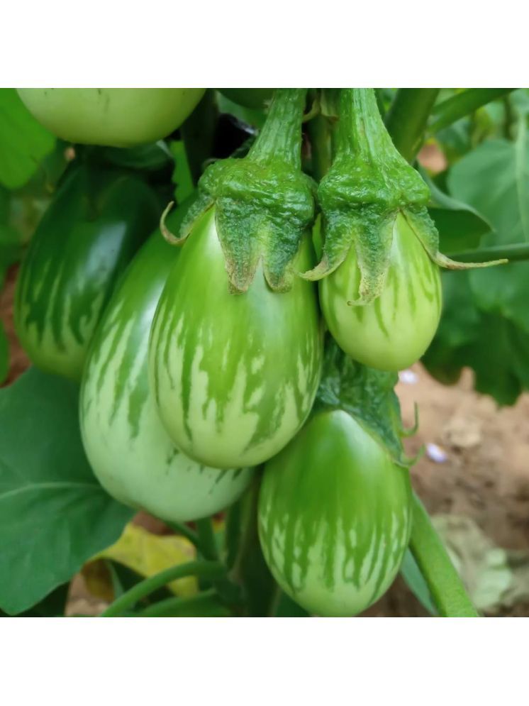     			Jignisha Seeds Hybrid Green Brinjal Vegetable ( 50 Seeds )