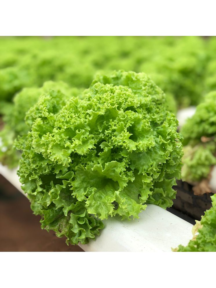     			Jignisha Seeds Green Lettuce Vegetable ( 100 Seeds )