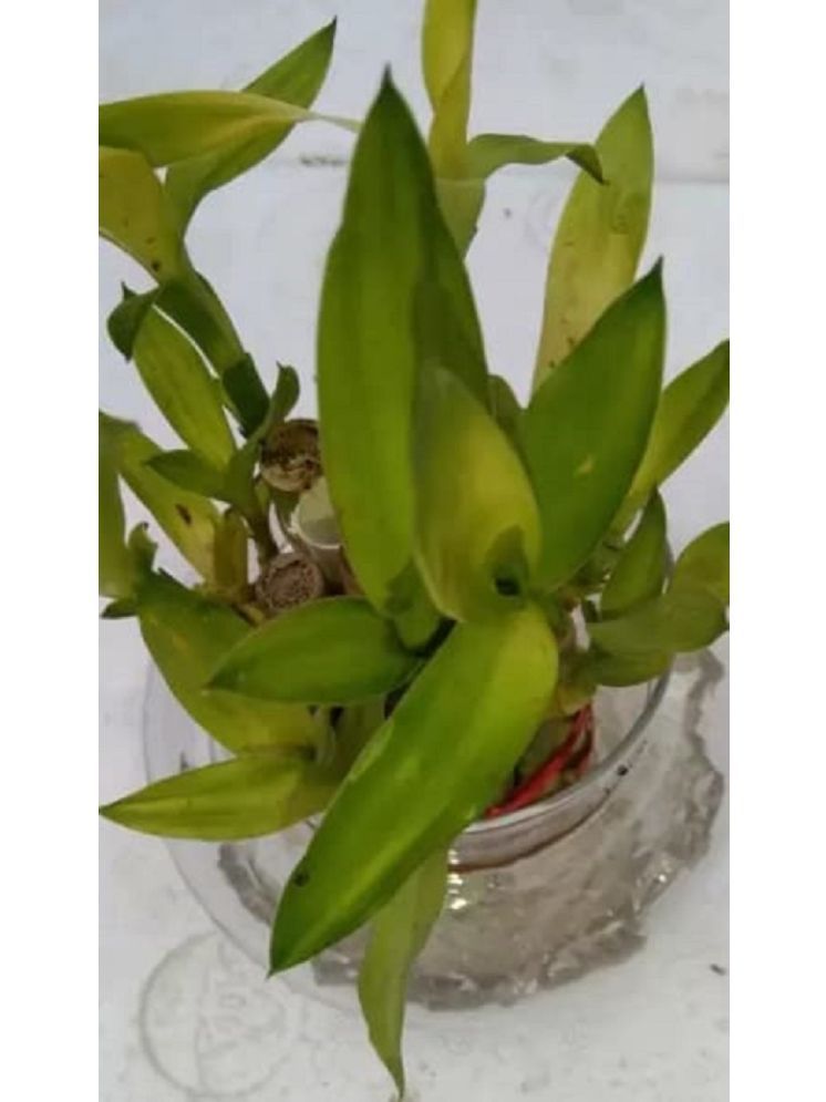     			Green plant indoor Indoor Bamboo Plant ( Pack of 1 )