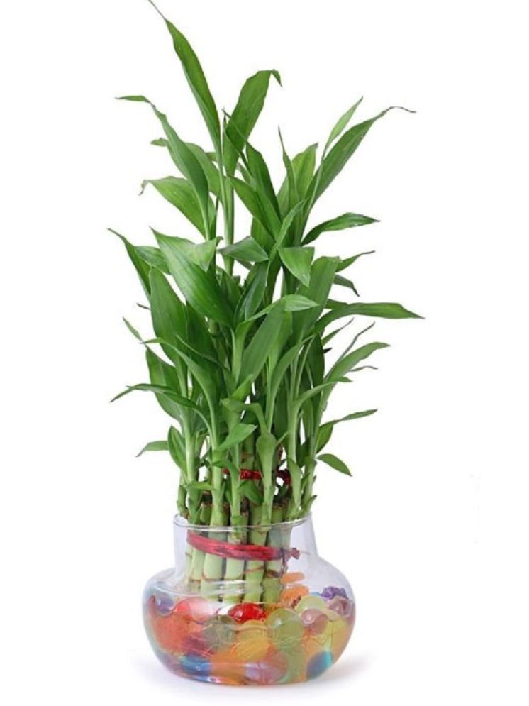     			Green plant indoor Indoor Bamboo Plant ( Pack of 1 )