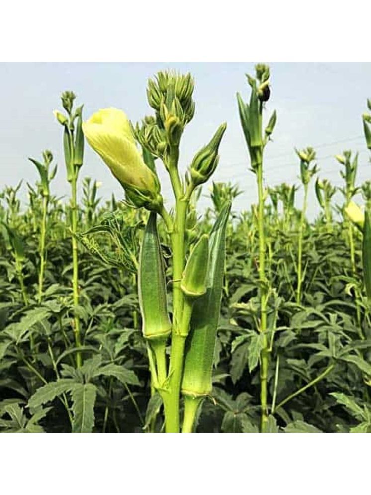     			Jignisha Seeds Hybrid Okra Vegetable ( 25 Seeds )