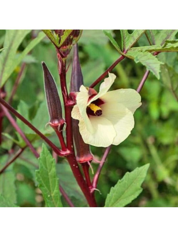     			Jignisha Seeds Hybrid Red Okra Vegetable ( 15 Seeds )