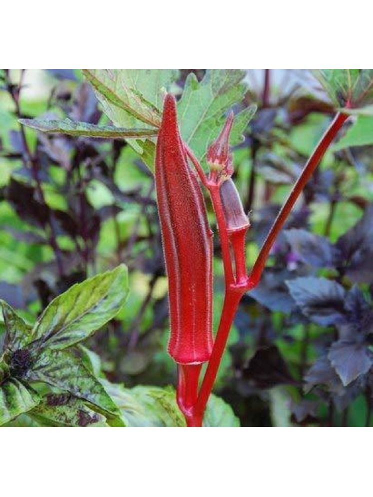     			Jignisha Seeds Organic Red Lady Finger Vegetable ( 30 Seeds )