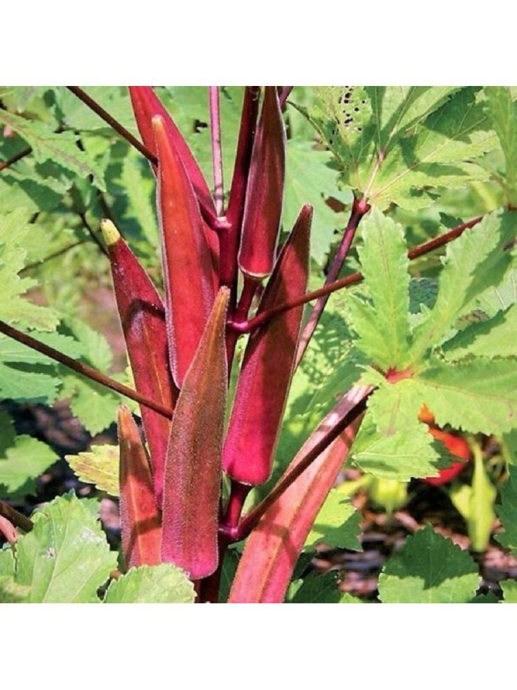     			Jignisha Seeds Organic Red Okra Vegetable ( 30 Seeds )