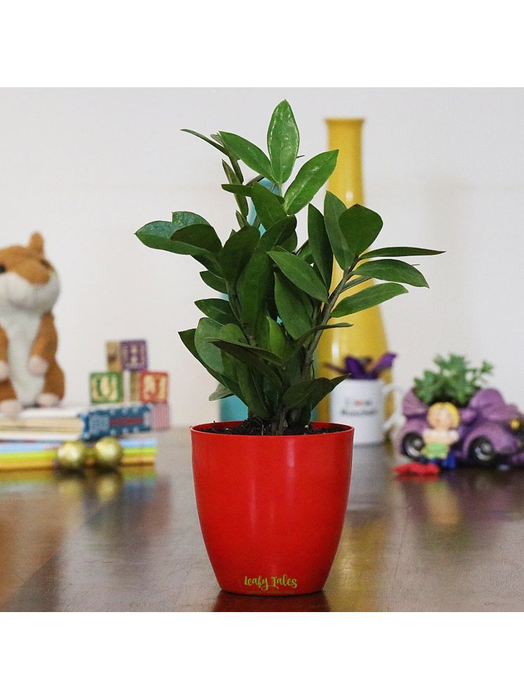     			Leafy Tales Indoor Indoor Plant ( Pack of 1 )