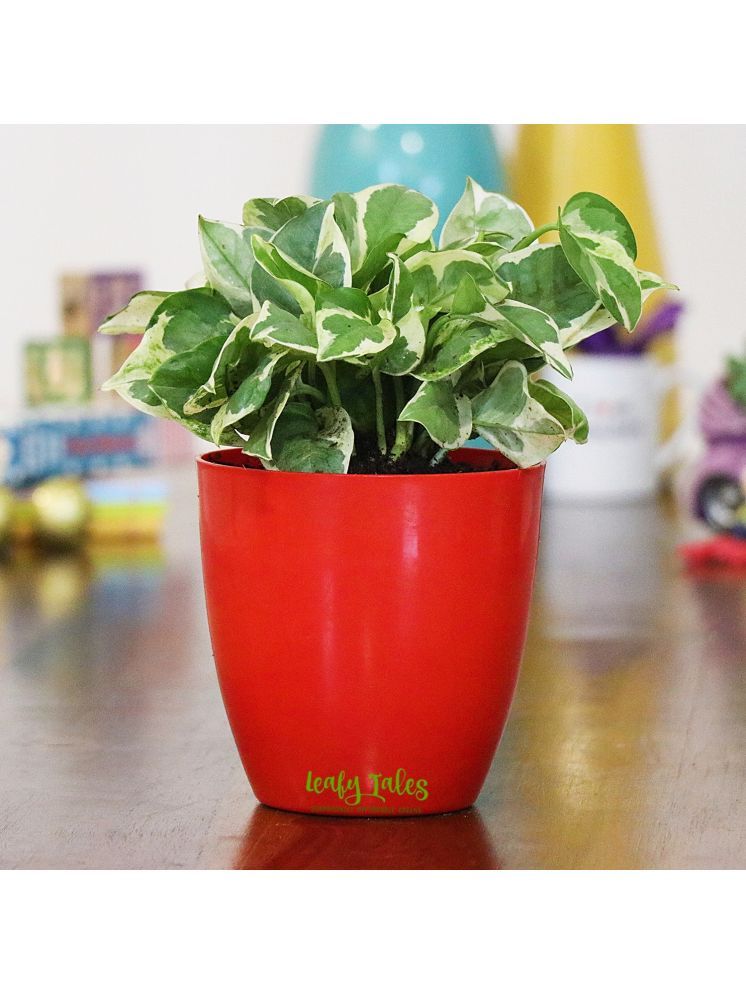     			Leafy Tales Indoor Indoor Plant ( Pack of 1 )