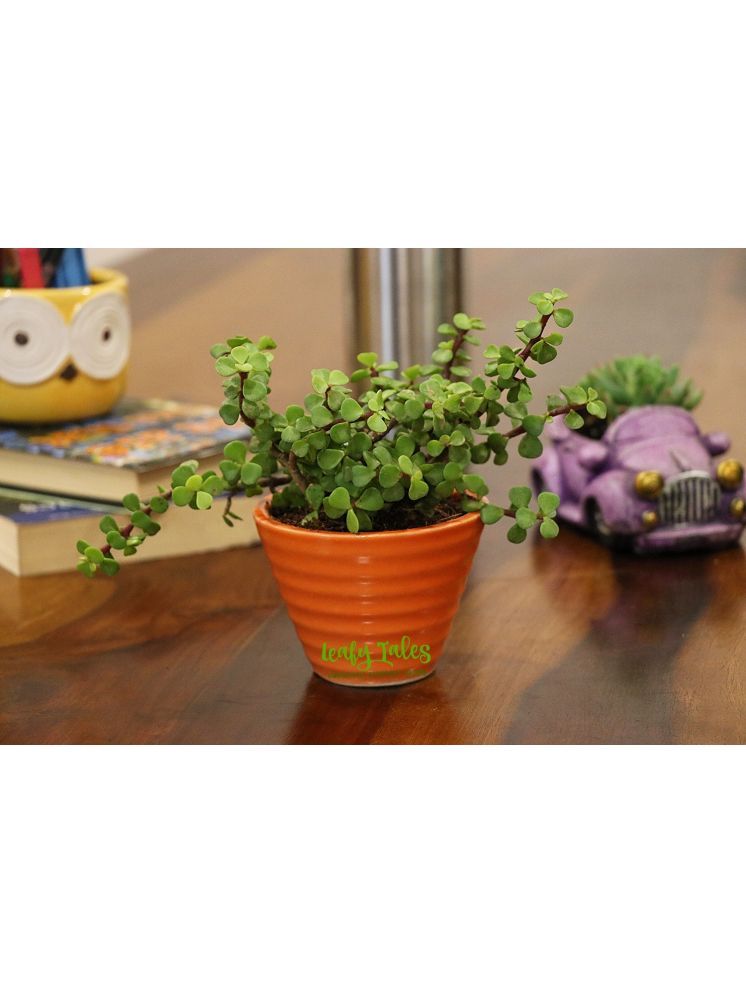     			Leafy Tales Indoor Indoor Plant ( Pack of 1 )