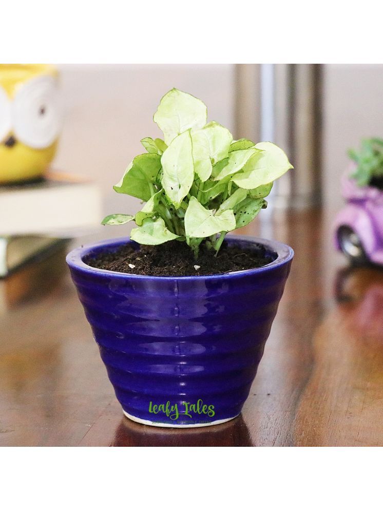     			Leafy Tales Indoor Indoor Plant ( Pack of 1 )