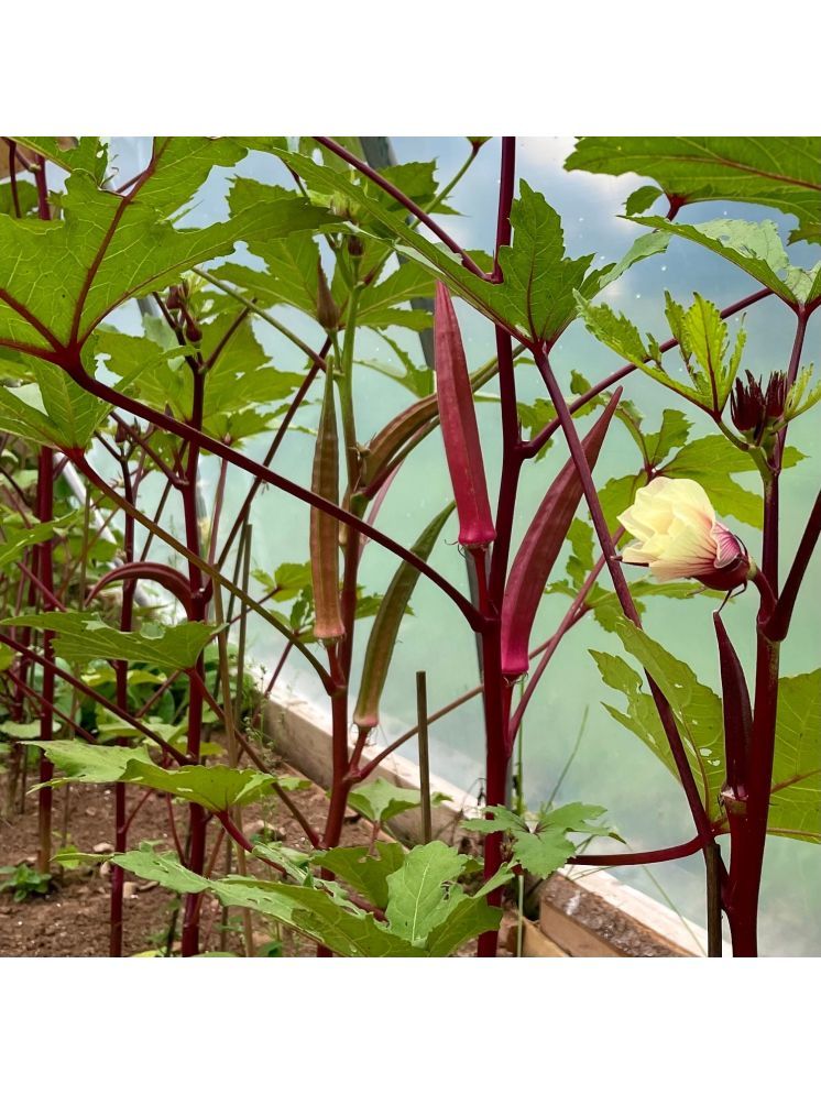     			Jignisha Seeds Hybrid Red Okra Vegetable ( 30 Seeds )