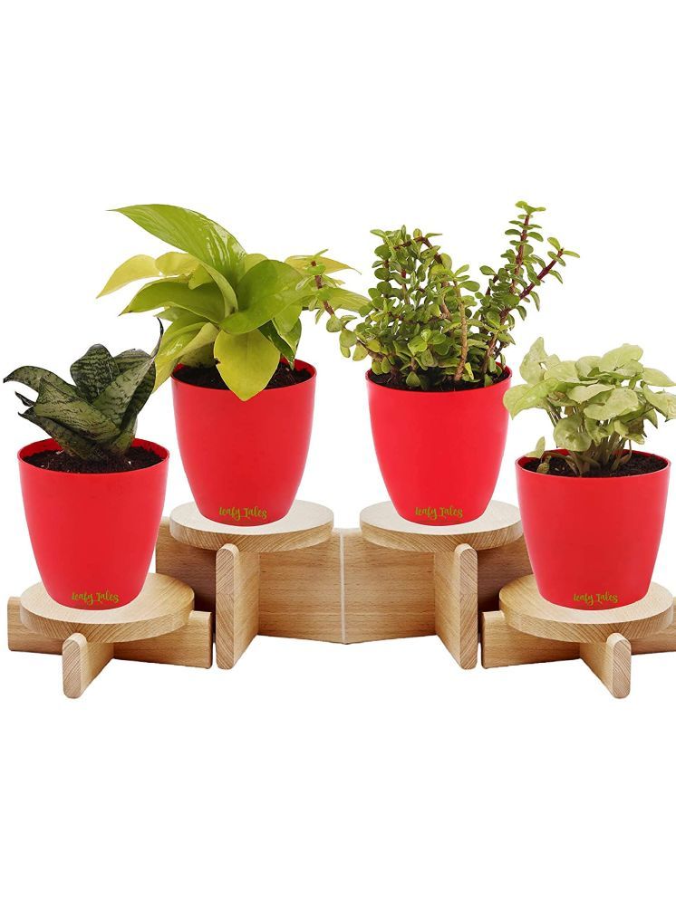     			Leafy Tales Indoor Indoor Plant ( Pack of 4 )