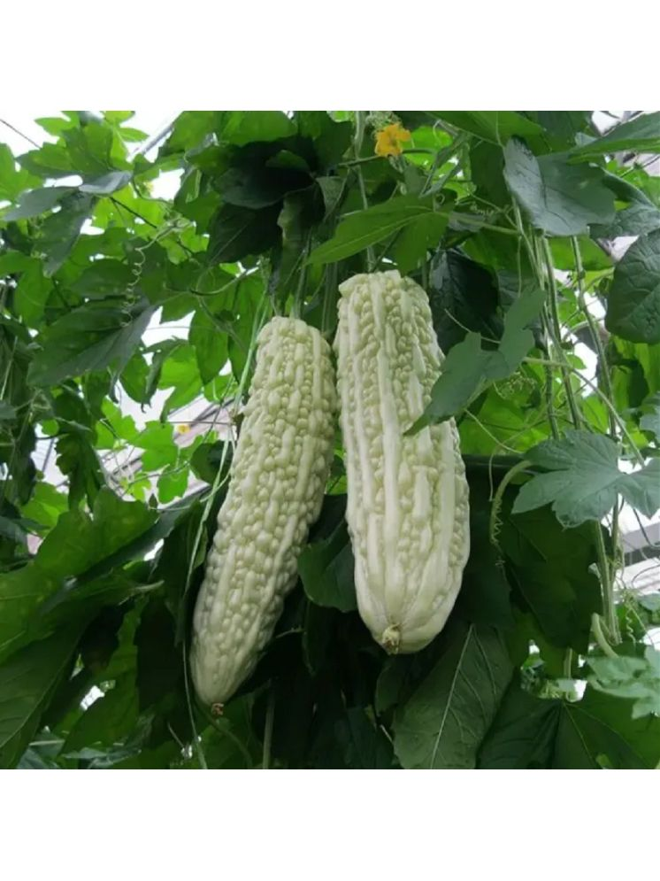     			Jignisha Seeds Hybrid White Karela Vegetable ( 15 Seeds )