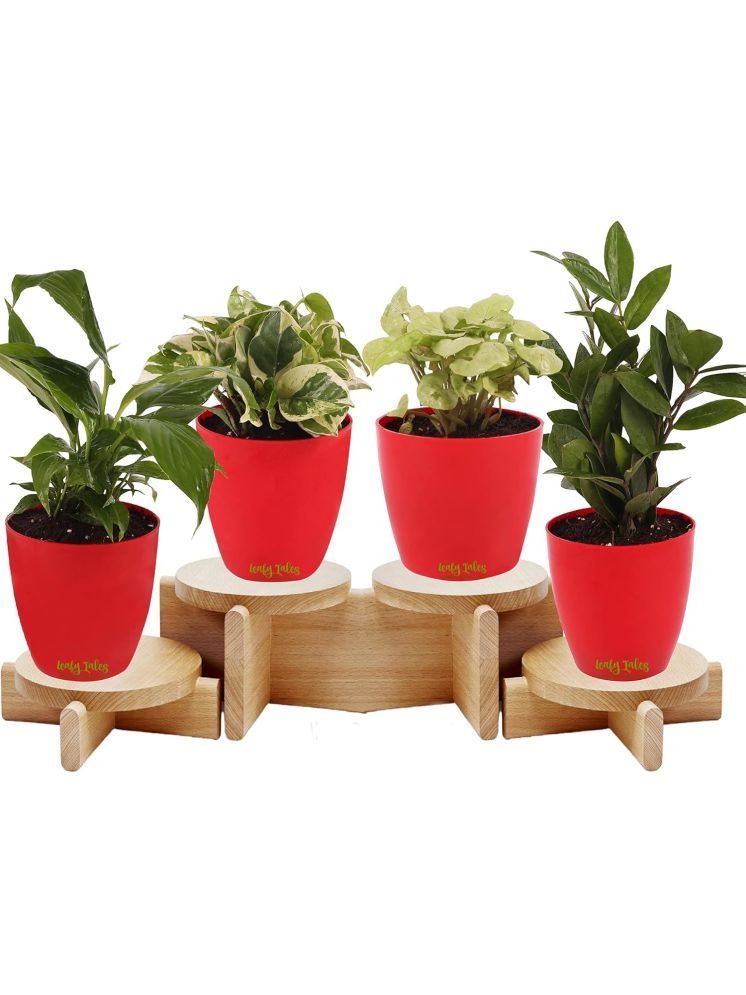     			Leafy Tales Indoor Indoor Plant ( Pack of 4 )