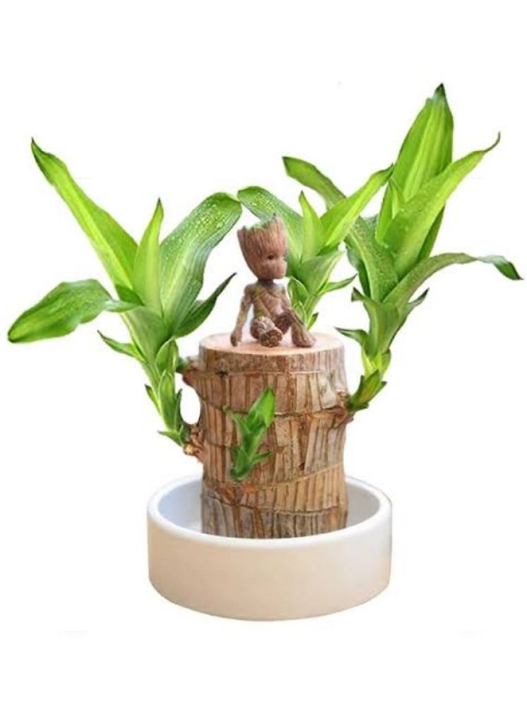     			homeagro Indoor Bamboo Plant ( Pack of 1 )