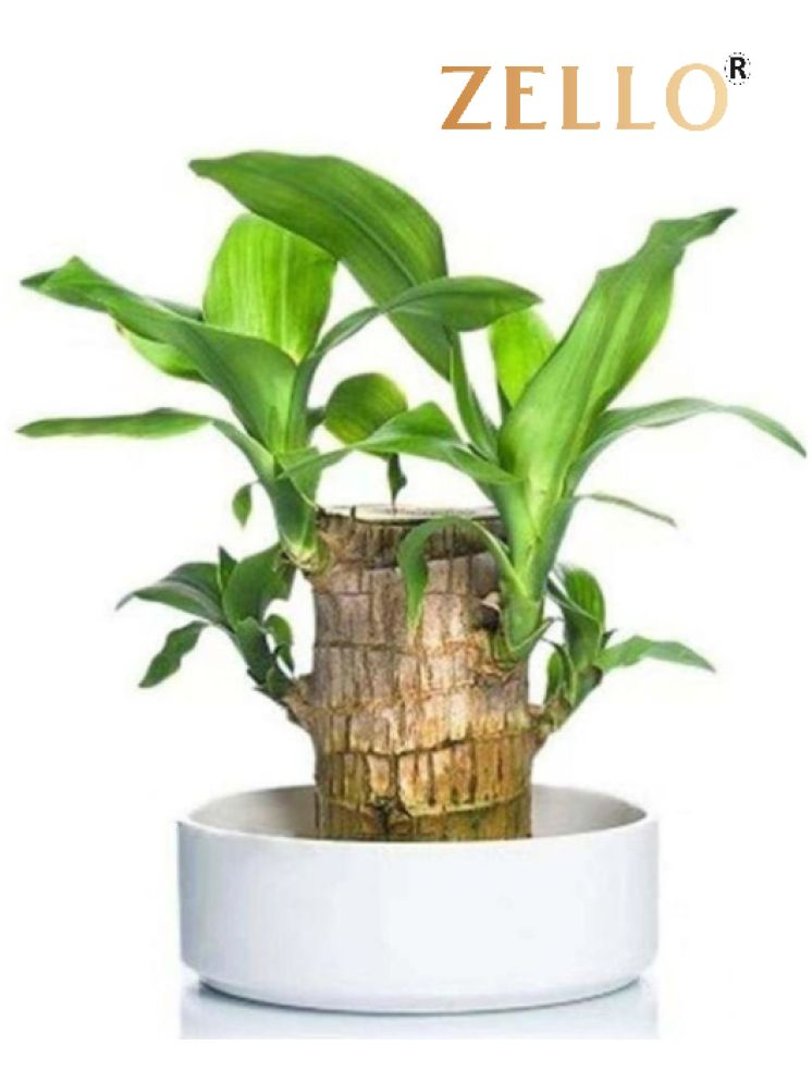     			homeagro Brazilian Lucky Bamboo Plant Lucky Good Luck Plant, Brazil Wood Plant For Home