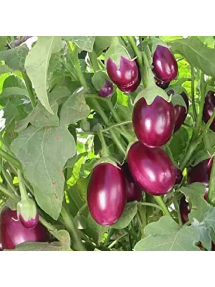     			Jignisha Seeds Hybrid Brinjal Vegetable ( 50 Seeds )