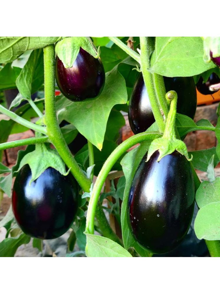     			Jignisha Seeds Organic Black Brinjal Vegetable ( 50 Seeds )