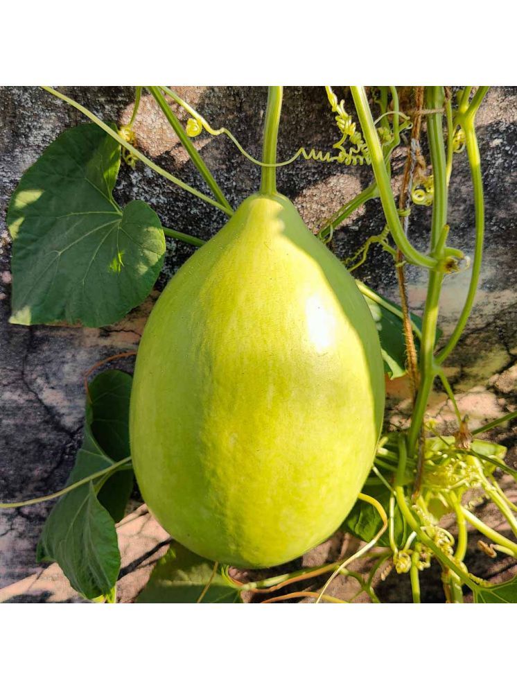     			Jignisha Seeds Organic Round Bottle Gourd Vegetable ( 15 Seeds )