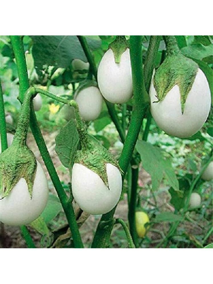     			Jignisha Seeds Eggplant Vegetable ( 50 Seeds )