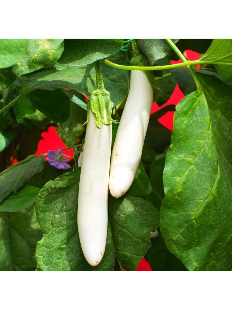     			Jignisha Seeds Hybrid Eggplant Vegetable ( 50 Seeds )