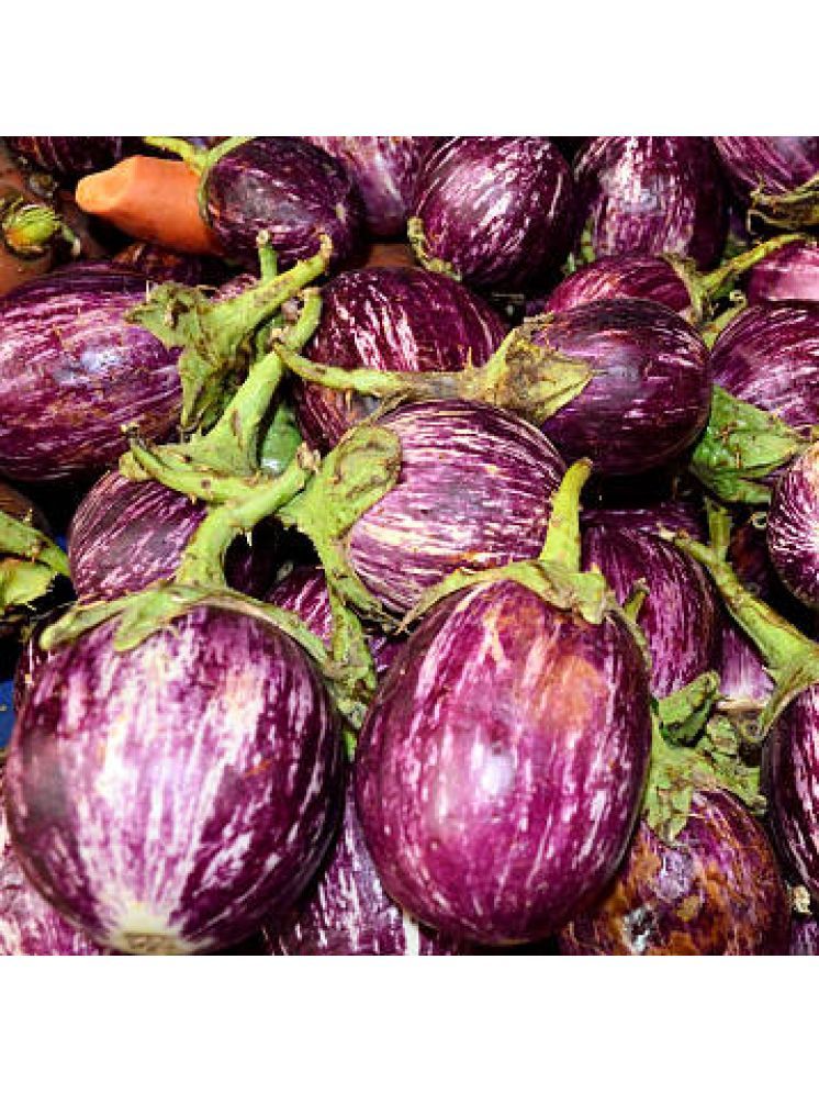     			Jignisha Seeds Hybrid Eggplant Vegetable ( 50 Seeds )