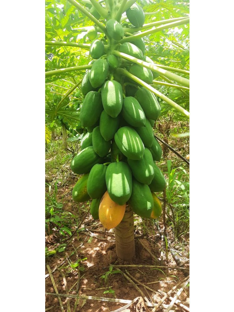     			Jignisha Seeds Papaya Fruit ( 50 Seeds )