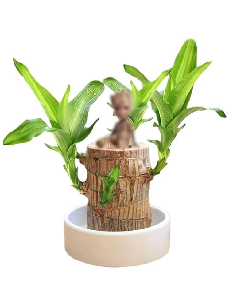     			Grow Basket Indoor Bamboo Plant ( Pack of 1 )