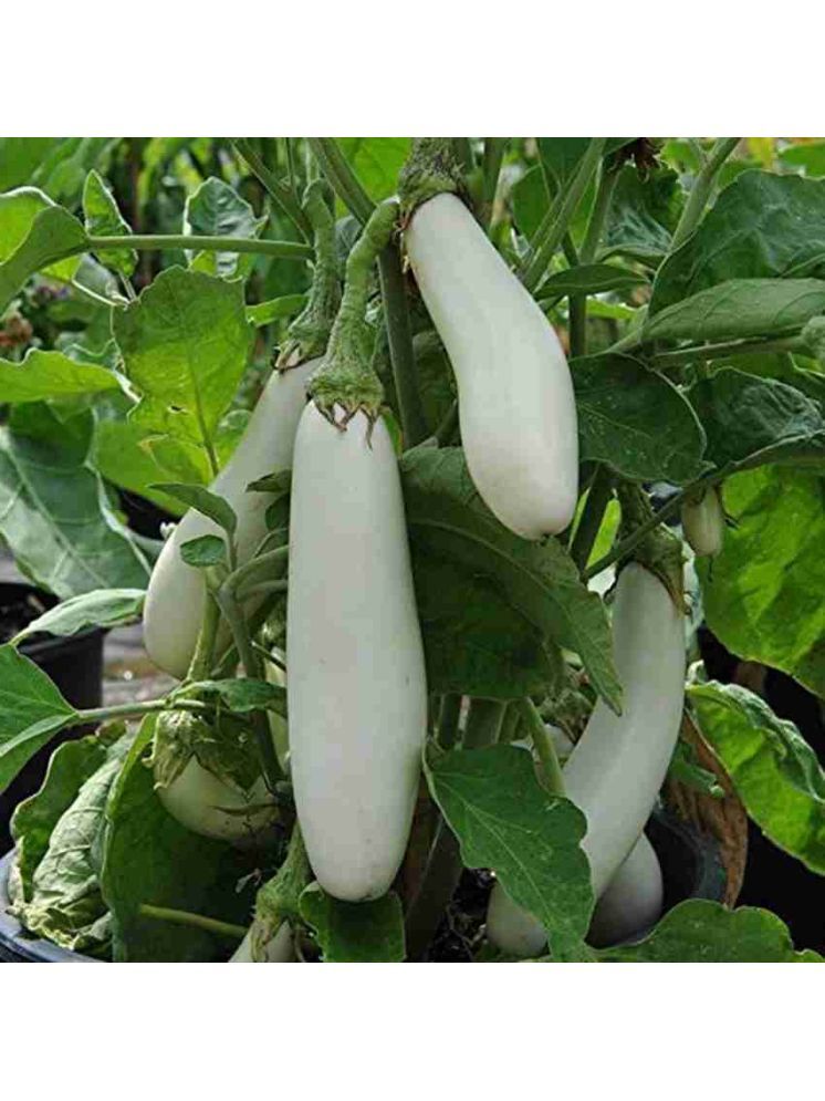     			Jignisha Seeds Aubergine Vegetable ( 50 Seeds )