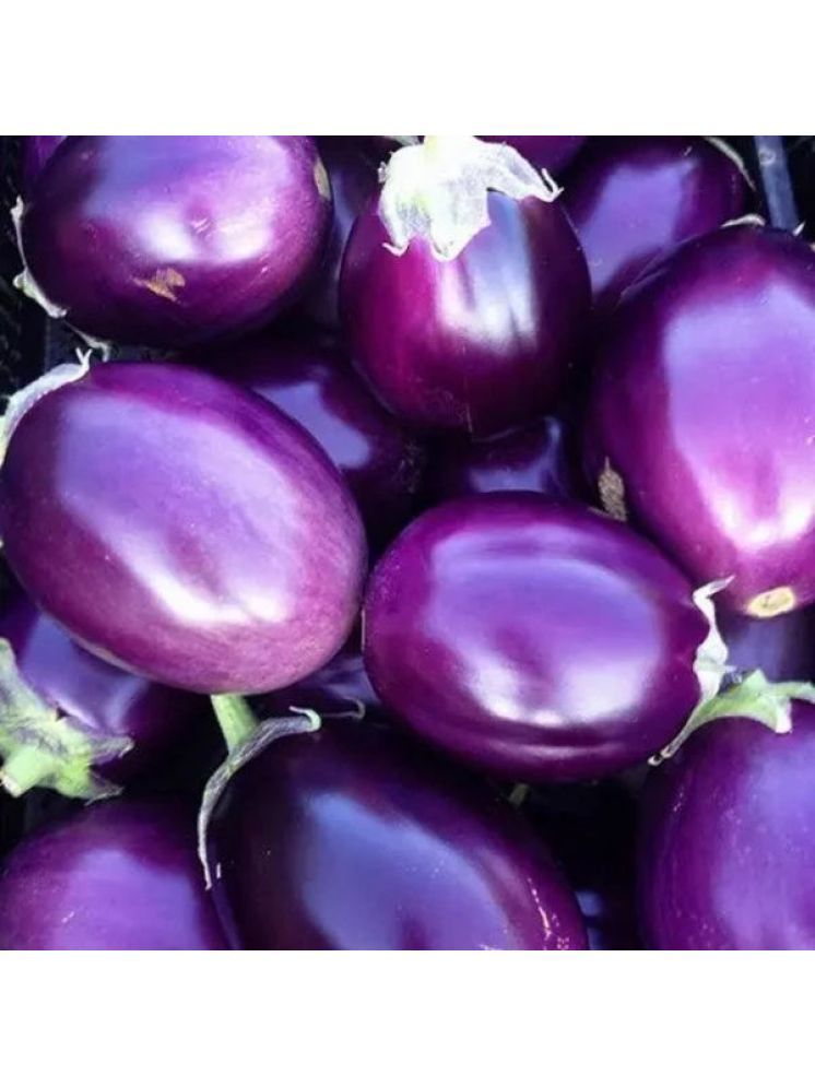     			Jignisha Seeds Aubergine Vegetable ( 50 Seeds )