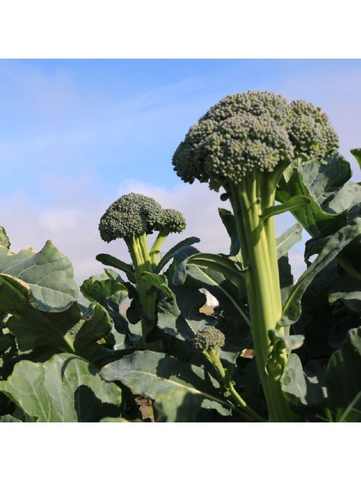     			Jignisha Seeds Broccoli Vegetable ( 100 Seeds )