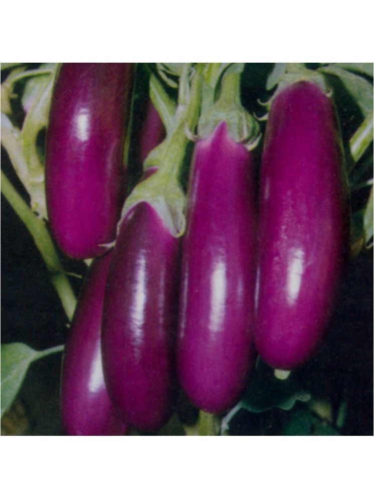     			Jignisha Seeds Hybrid Aubergine Vegetable ( 50 Seeds )