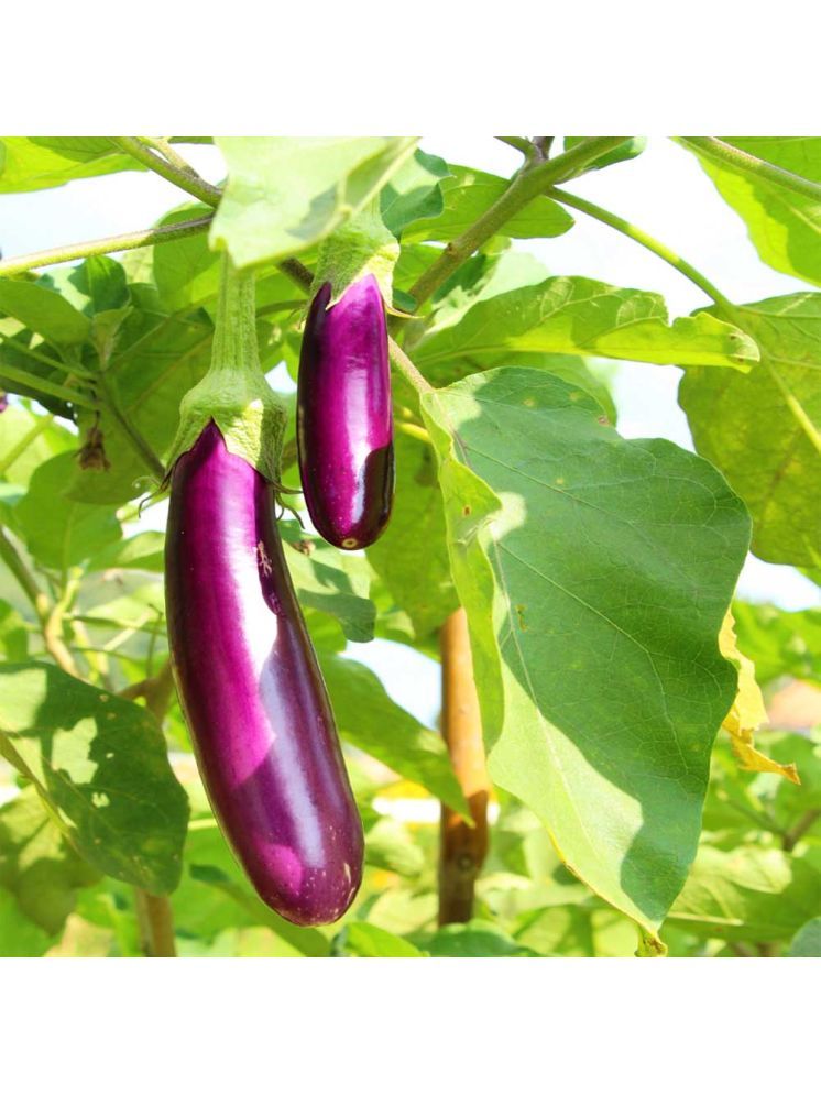     			Jignisha Seeds Organic Aubergine Vegetable ( 50 Seeds )