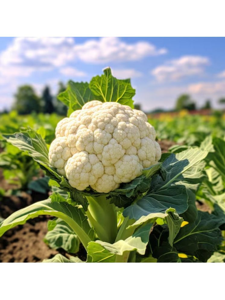     			Jignisha Seeds Cauliflower Vegetable ( 100 Seeds )