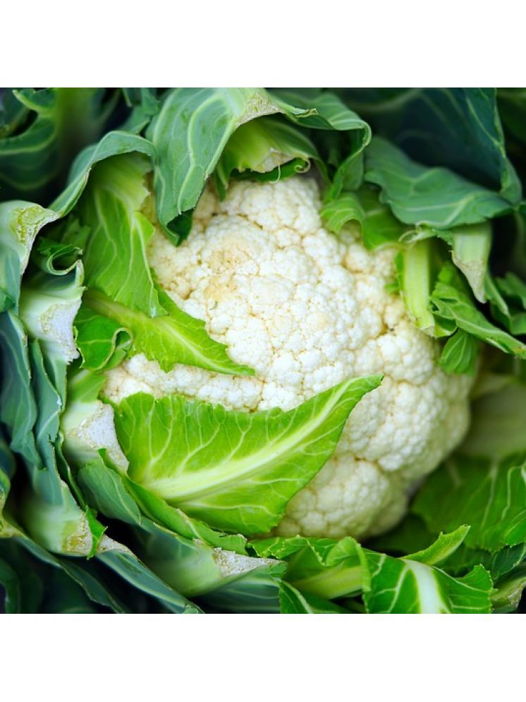     			Jignisha Seeds Cauliflower Vegetable ( 100 Seeds )