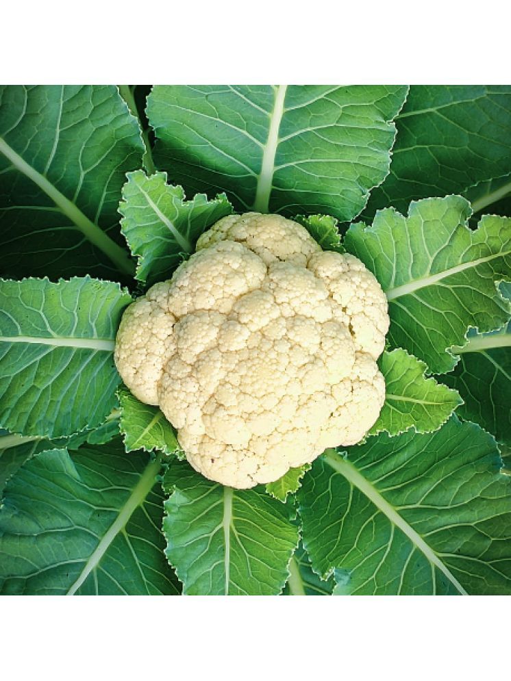     			Jignisha Seeds Cauliflower Vegetable ( 100 Seeds )