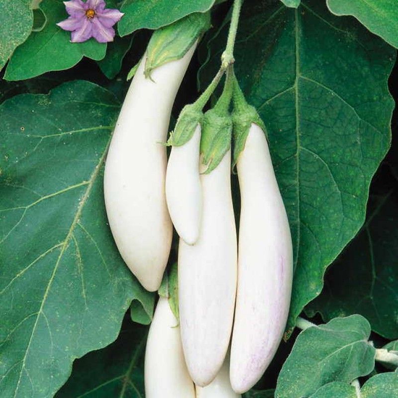     			Jignisha Seeds Hybrid Aubergine Vegetable ( 50 Seeds )