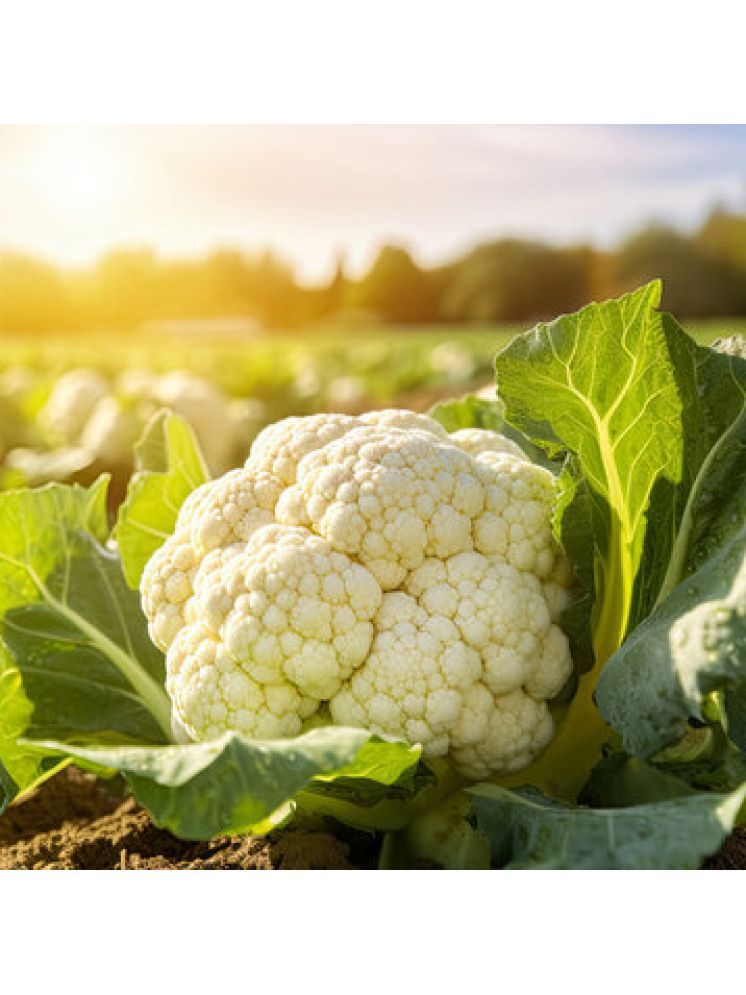     			Jignisha Seeds Hybrid Cauliflower Vegetable ( 50 Seeds )